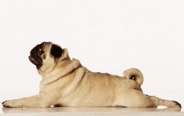 Puggly cute