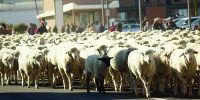 Sheep downtown? "Fraid so!