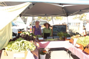 Terry Allan at Farmer's Market