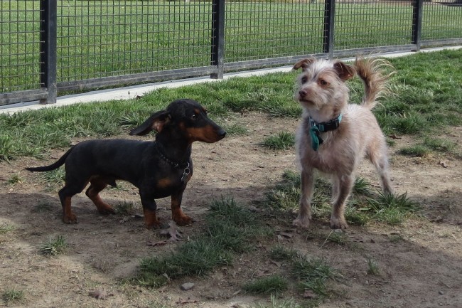 W. E. Small Dog Play Hour