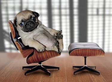 Pug Play Day