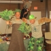 Arbor Day Program