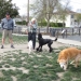 Dog Park Regulars