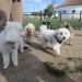 W. E. Small Dog Hour