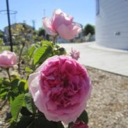 MLK day of service- DeTurk Round Barn Historic Rose Garden
