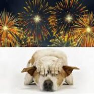 Fireworks, Explosions and Dogs