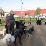 February- Cleanups, Poodle Party and Writing Workshop