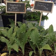 W. E. Farmers Market, SMART Testing Update